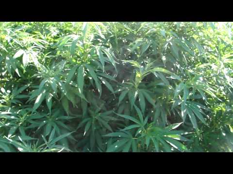 outdoor medical marijuana grow ep.1