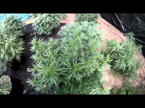 Outdoor medical marijuana garden 2011