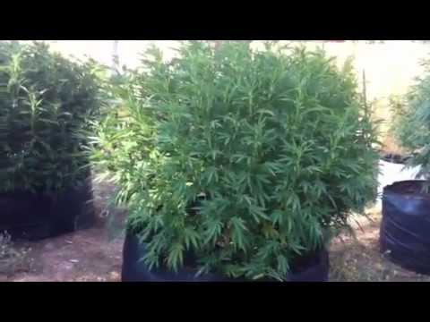 Outdoor medical grow/ outdoor cannabis grow/ marijuana grow