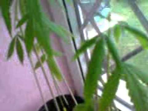 Marijuana Windowsill growing Male/Female