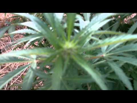 2011 Outdoor Medical Marijuana Grow Full garden Update
