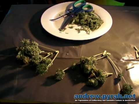 Royal Haze Automatic THE GROW - The Harvest Part 2 of 2