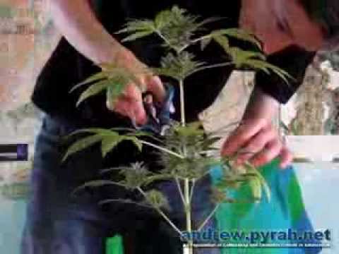 Royal Haze Automatic THE GROW - The Harvest Part 1 of 2