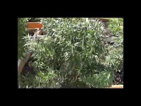 UG Growing Marijuana Outdoor [part two]