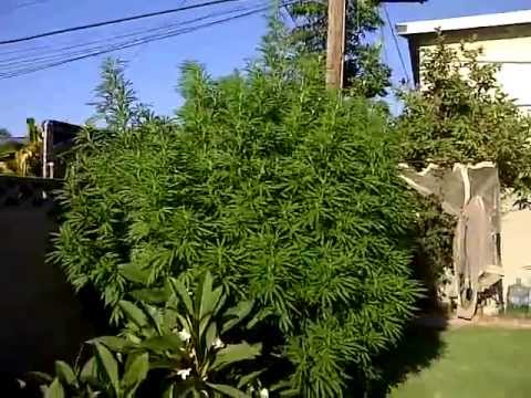 Marijuana Outdoor Grow pt.4 out of control its a TREE! =0 lol