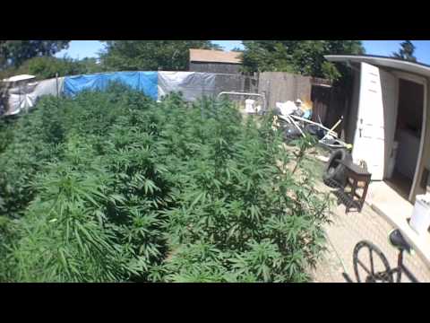 Outdoor medical marijuana :Garden cousin update