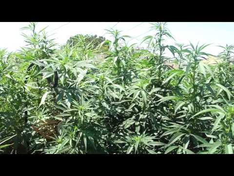 medical marijuana outdoor grow ep.2