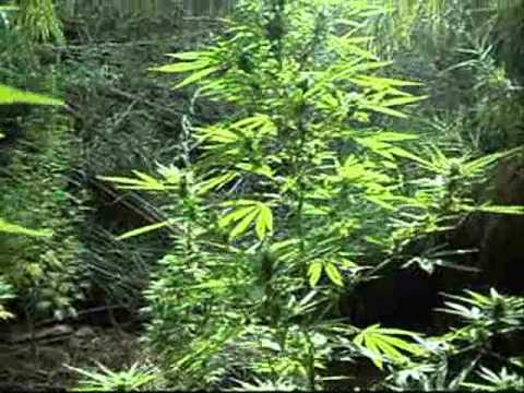 Outdoor Marijuana Plants, Outdoor Growing, Rural Areas - Part 6