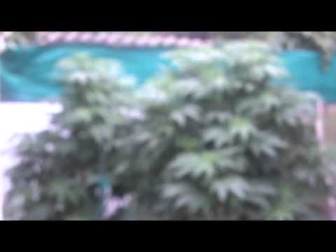 outdoor marijuana growing 2011