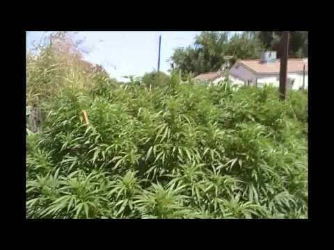 outdoor marijuana grow update #10 FLOWER TIME