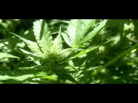 Outdoor Medical Marijuana - PoisonOG / SkyWalker - Northern California