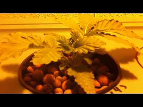 My 1st Medical Marijuana Growroom (Week 3 Day 3)