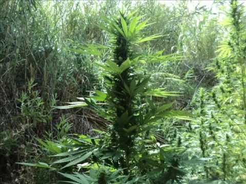 Outdoor Marijuana Plants, Outdoor Growing, Rural Areas - Part 7