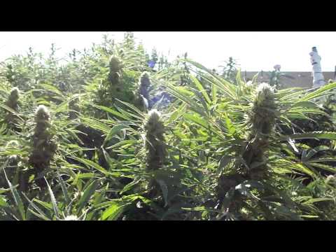 medical marijuana outdoor grow ep.3