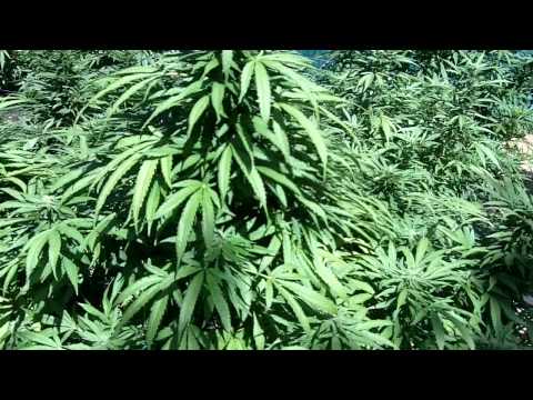 Medical outdoor marijuana garden