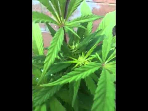 Medical marijuana outdoor bag seed