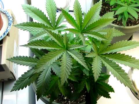 34 Day Old Indica - How To Grow Indoors With Fluorescent Lights