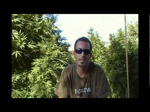 MAIL BAG Marijuana seeds and where to get them & my soil mix