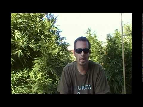 MAIL BAG Marijuana harvest videos & Flushing plants