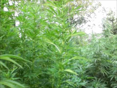 Outdoor Medical Marijuana Grow 2011