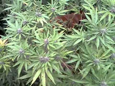Michigan Marijuana Outdoor Grow 2011