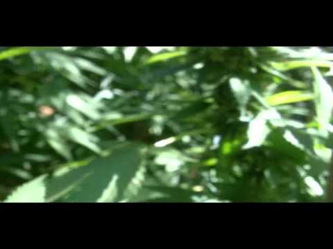 Outdoor Medical Marijuana - BubbaKush - Northern California