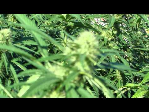 medical marijuana outdoor grow ep.4
