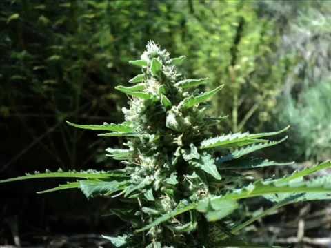 Outdoor Marijuana Plants, Outdoor Growing, Rural Areas - Part 9
