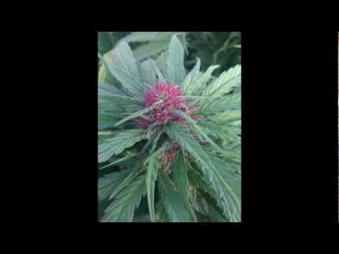 marijuana buds mid season
