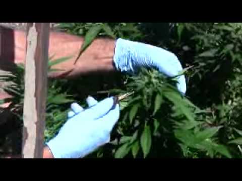 Growing Marijuana - Leafing