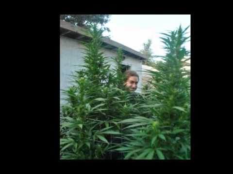 Medical outdoor marijuana 9-12-11 slide show