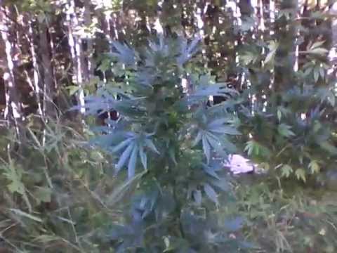 Massive outdoor Marijuana grow