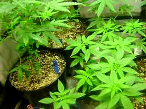 growing marijuana (vegetative stage)