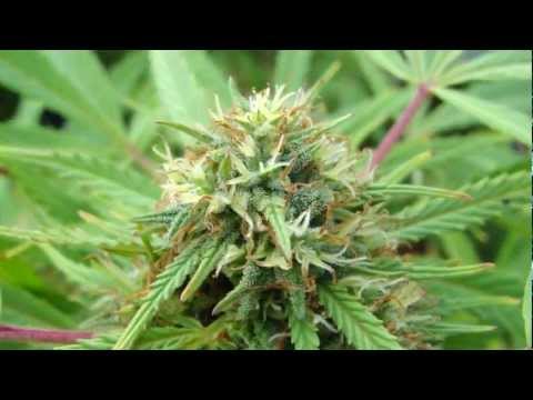 medical marijuana outdoor grow ep.5