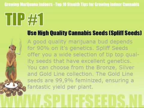 Growing Marijuana Indoors - Top 10 Stealth Tips for Growing Indoor Cannabis