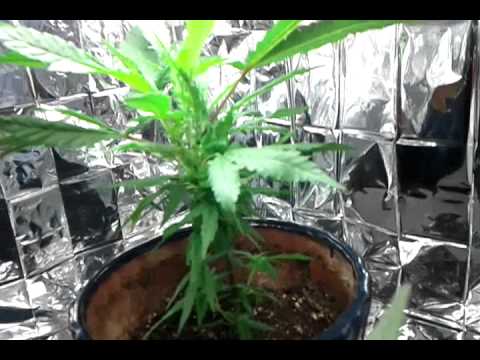 Marijuana trimming HELP