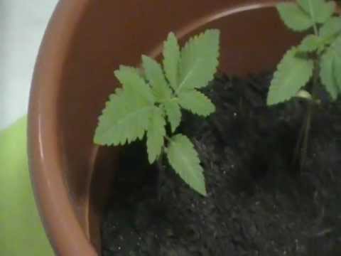 Marijuana plant 3 weeks