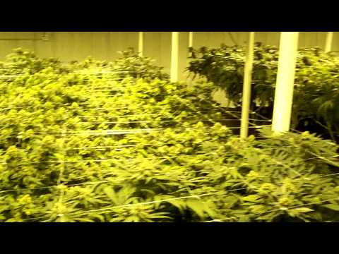 Legal Commercial Grow 2 of 2