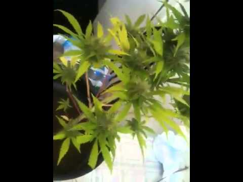 Medical marijuana bagseed