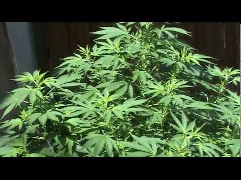 Big Marijuana Plants outdoor backyard grow 2011 ( special queen) part 2 in my garden