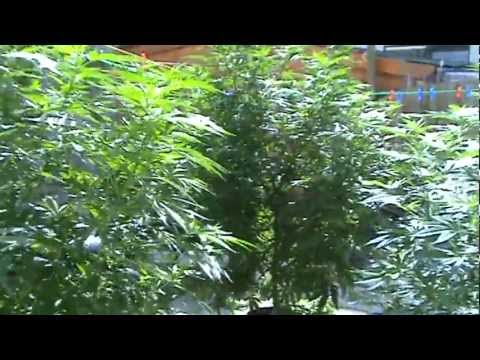 Big Marijuana Plants outdoor backyard grow 2011 (special queen) part 1 my friends garden