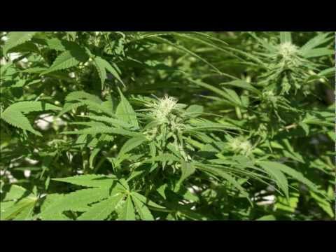 Marijuana Bud Shots Week 4 of bloom Special Queen strain Outdoor Grow