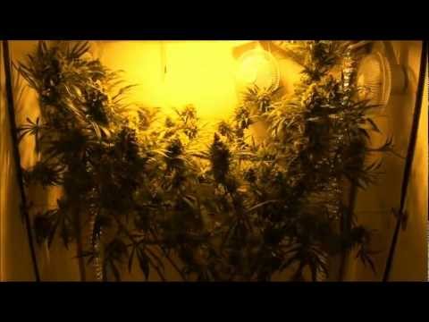 I'm Growing Marijuana in My Closet Big Closet Buds!!
