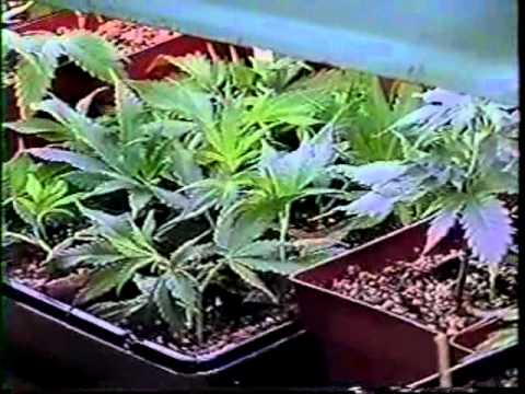 Sea Of Green. Volume 04. Growing Sinsemilla Marijuana