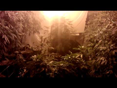 Flower Room #2 - Sour Diesel, Pre98 Bubba Kush, SAGE Vertical Grow Day 14