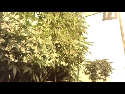 Flower Room #2 - Sour Diesel, Pre98 Bubba Kush, SAGE Vertical Grow Day 7