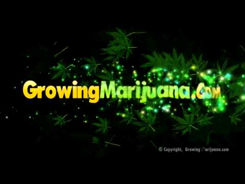 Growing Marijuana Intro