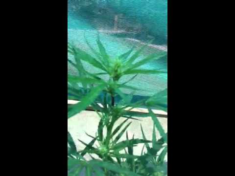 Big outdoor medical marijuana grow 2011