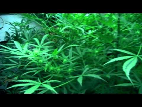 Skunk #1 Medical Marijuana Grow 2011 - Outdoor BC - Week 3 Flower - One Huge Plant