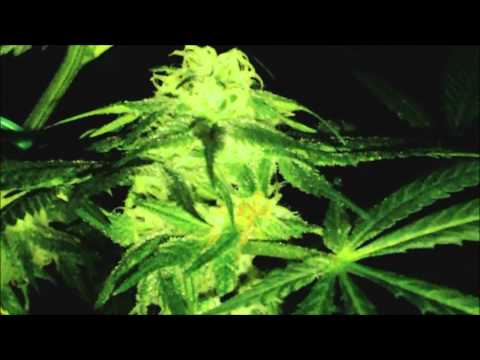 medical marijuana 600 watt grow room